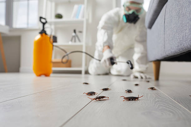 Affordable Cockroach Control solutions in Jeffersontown, KY